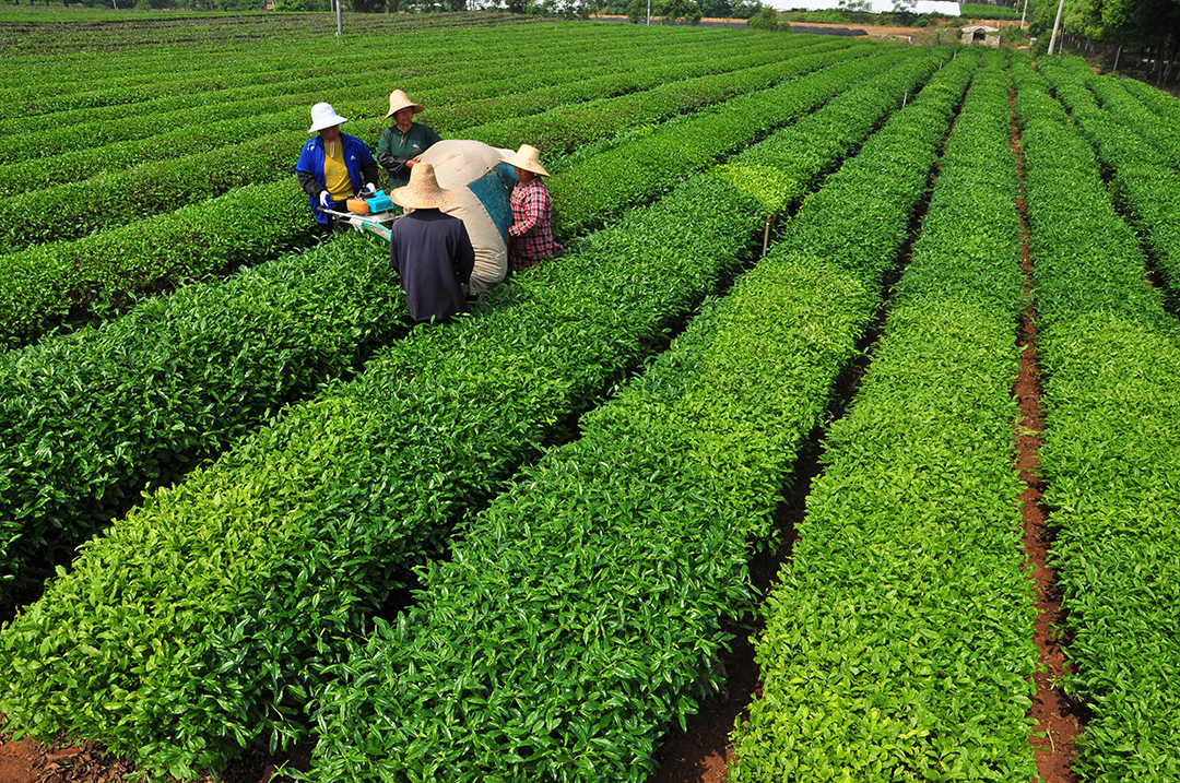新品種推薦：優(yōu)質(zhì)茶機采品種——‘中茶501’和‘中茶503’